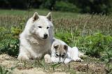 SIBERIAN HUSKY 345